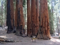 Sequoia NP